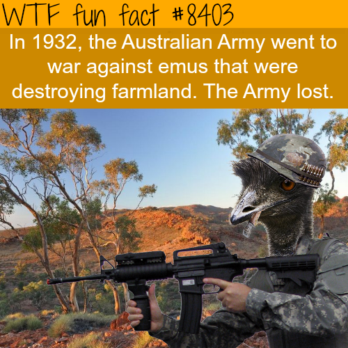 wtf-fun-factss: The Australian army fought a war against the emus and lost - WTF fun facts