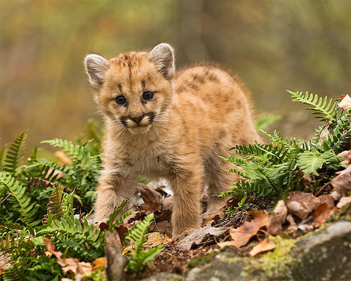 dakotaangel:  Baby Cougar by rob.walstrom on Flickr. 