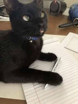 thedarkperidot:  Kitt did a blep