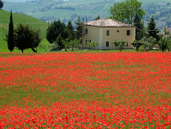 gaia-is-beautiful:  Red camp by Giuseppe