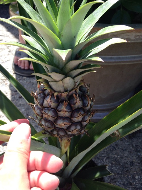 7.5.16 - A baby pineapple ahhhhh!!!