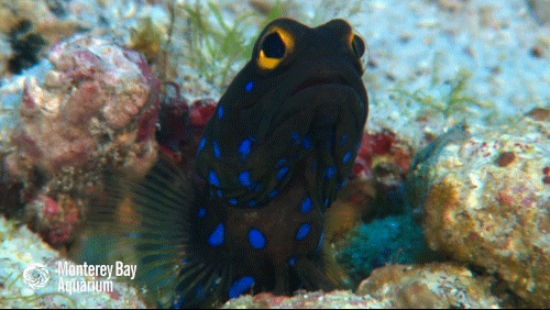 montereybayaquarium:The bluespotted jawfish looks like it’s had too much coffee—but it’s really just