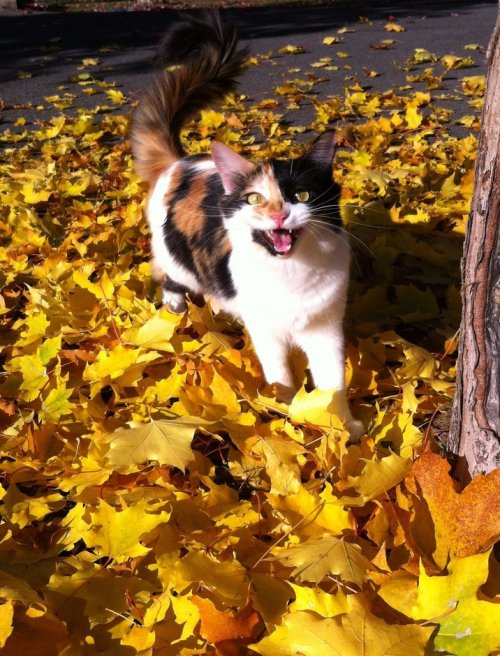 mostlycatsmostly:  (via Melaine Williams)