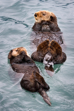 expressions-of-nature:  Sea Otters : Rob