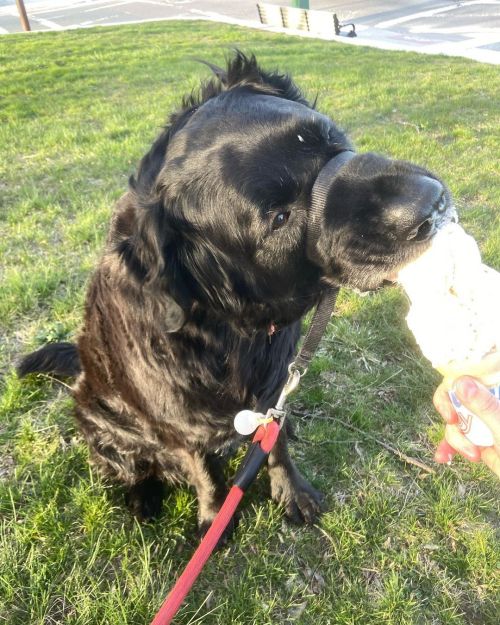 First cone of the year. Best believe Moose was the happiest pupper today. Though next time he’s only