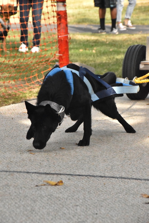 Rougarou earned her UWP title this weekend! Her max pull for the weekend was 880lbs, this was her fi