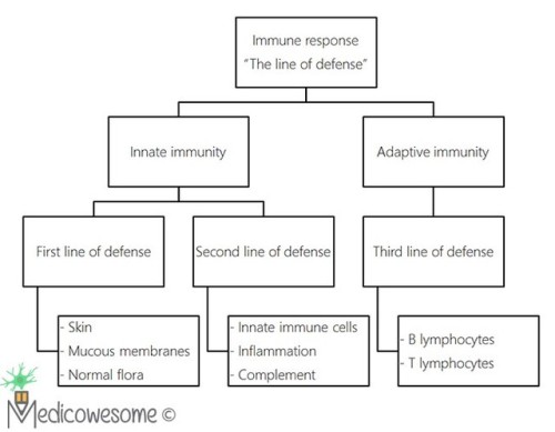  Exercise 1.1Which components of the immune system do the following belong to - innate or adaptive?1