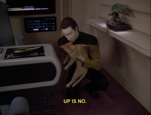 heatherbat:  busterkuri:  raptorific:  can’t this show just be nothing but data training cats  If somebody made a cartoon or comic where that was the premise, I would watch the shit out of it.  yesssssssss 