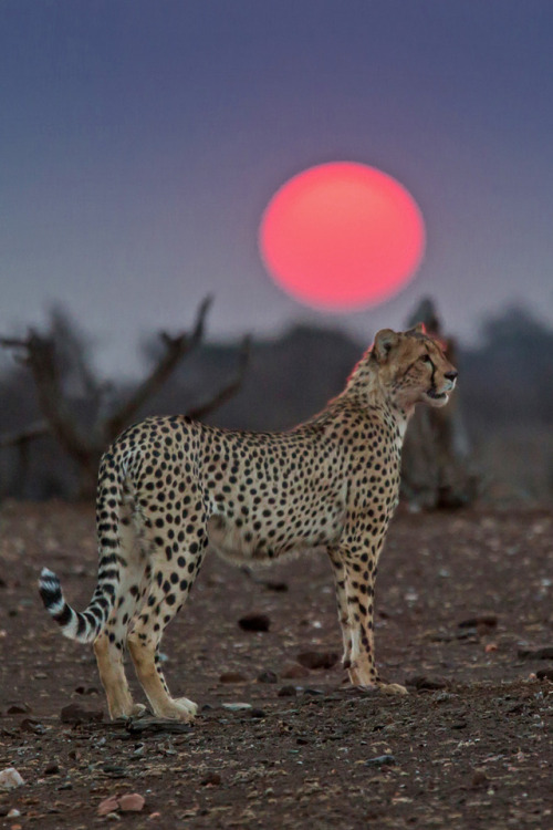 the-animal-blog:Cheetah at Sunset by Bruce Fryxell on Flickr 