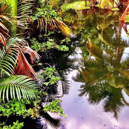 estellechauvey:  #reflexion #jungle #wow_malaysia #teamborneo #photo (à Tioman Island)