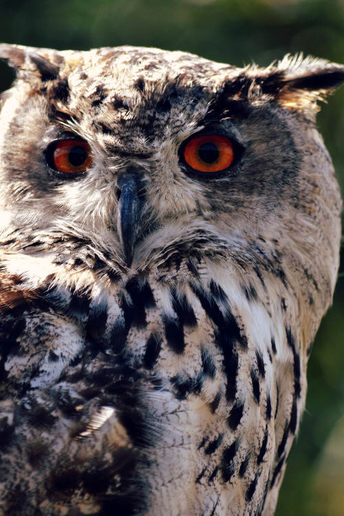 Eagle Owl 