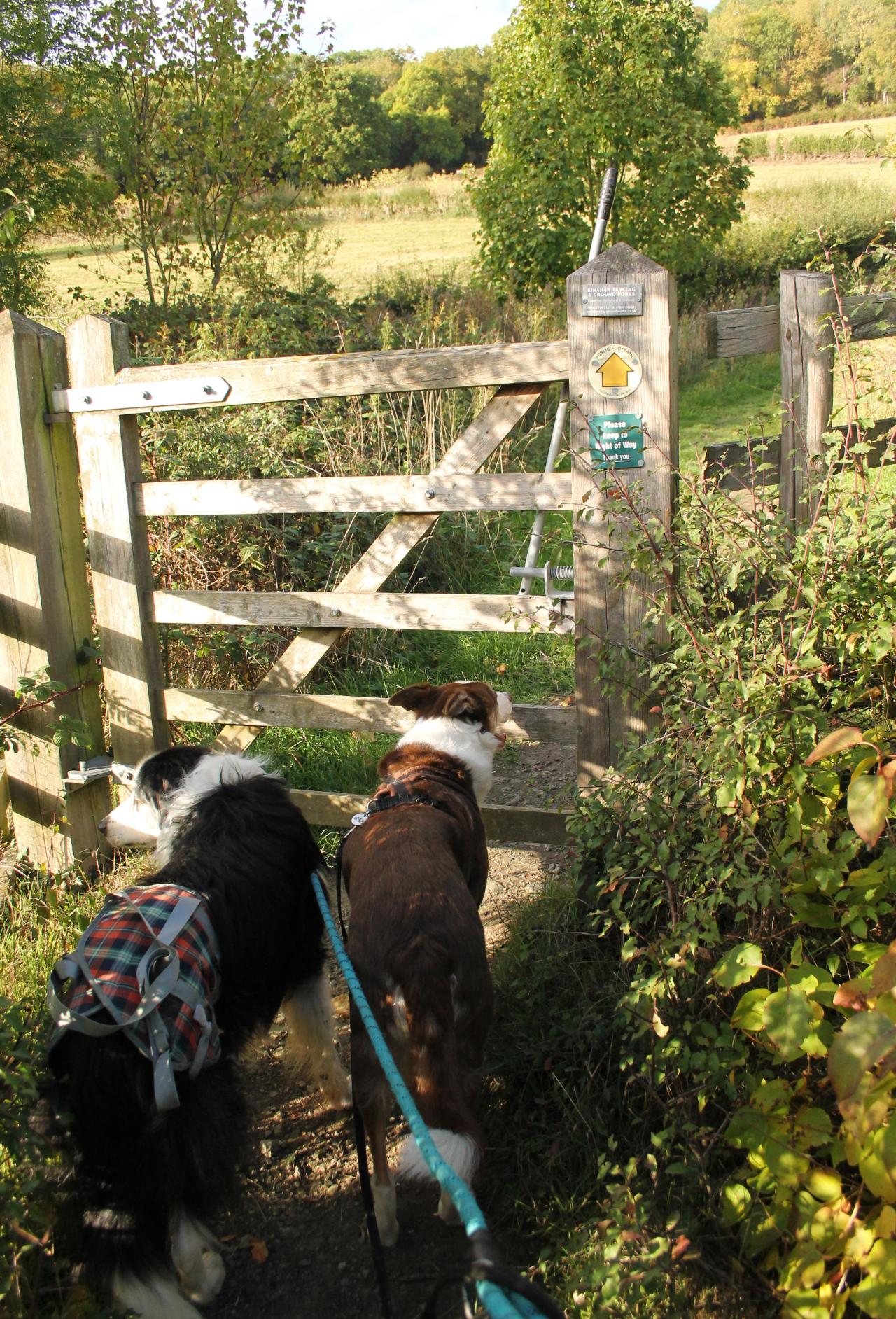 On Tuesday this week, Barney came for an afternoon stroll with Flynn, up our favourite little hill. It was an 