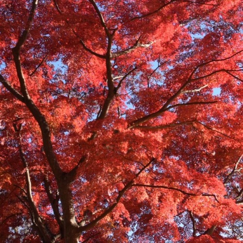 #紅葉 #もみじ #秋色 #真っ赤 #隠れた名所 #公園 #散歩 #笠間 #茨城 #autumnleaves #coloredleaves #momiji #red #kasama #ibaraki 