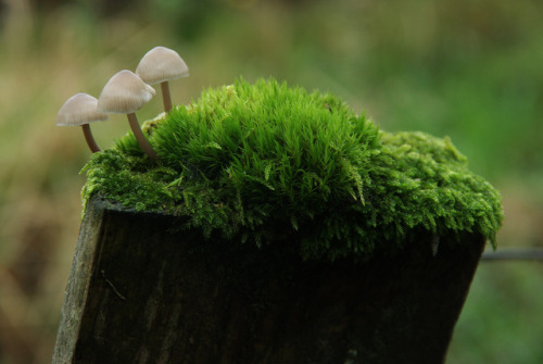 Some jaunty shrooms getting the rot started on this post. #FencepostOfTheWeek No.150 =)