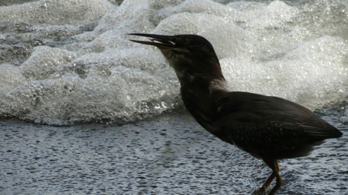 green heron eating an amphib - Isla Ometepe - Nicaragua 2012