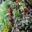 planteddiaries