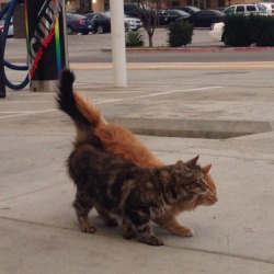 pipistrellus:  haverchuckyou:  i saw these little guys at the gas station today &amp; they were practically glued at the hip?!  #how long has it been since we’ve waltzed? HOURS 