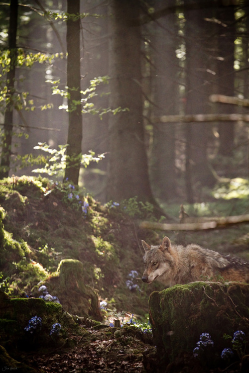 faerieforests: wolf2 by Jan Geerk Photography