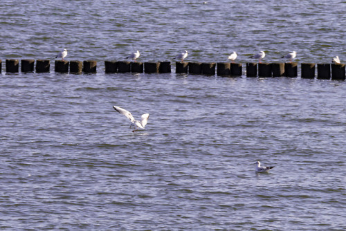 Waiting.Birds, Baltic Sea.