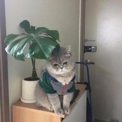 unity-will: napoleanbonafarte:  markv5: Настроение: грустить под кустиком… “Mood: being sad beneath a bush…”   Literally, this was me 20 min ago 