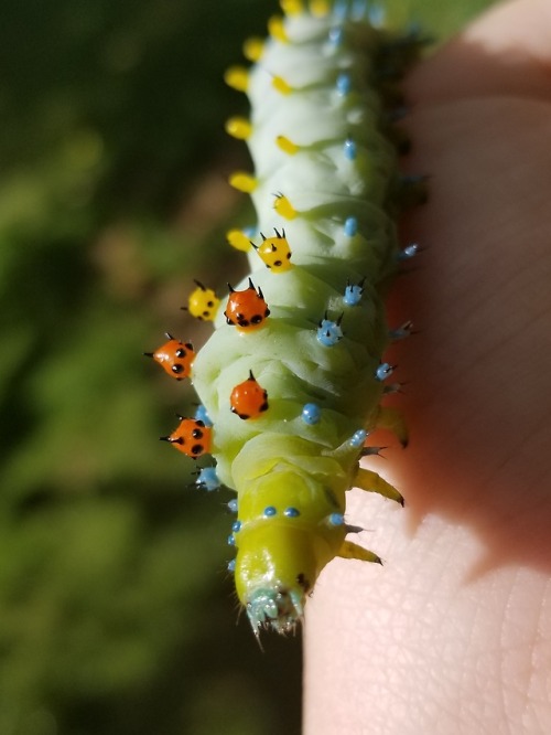 bugkeeping:hes all the colors of the rainbow (sort of) ️‍