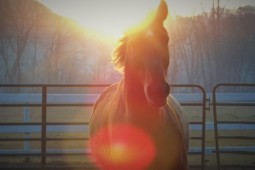 Beefeater’s Joker, 21 year old Quarter Horse gelding