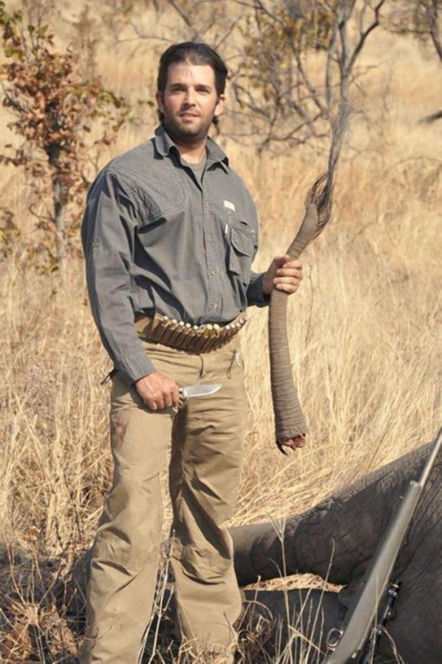 Are the stars to cover the bullet wounds where don jr shot the elephant?