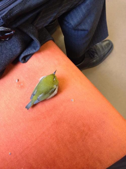 courteousaviarist:  son-pereda:  soulboy:  西武池袋線にメジロが無賃乗車中  a Japanese White-eye on the train :D  yes i am late for the bird meeting 