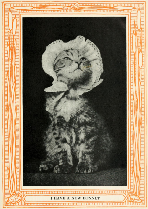 yesterdaysprint: Kittens and Cats; A Book of Tales, Eulalie Osgood Grover (and photos probably by Ha