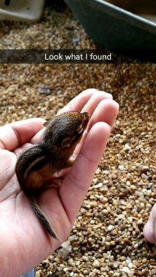 awwww-cute:  I found a baby chipmunk yesterday after he fell off a ledge onto some rocks (Source: http://ift.tt/1yLG3Mw)