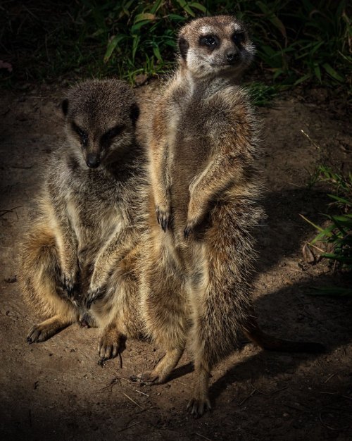 Meerkat Watch Captain | Oakland | California #yourshotphotographer #natgeo #natgeowild #oakland #oak