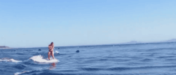 aewae:  美女与海豚一起冲浪。By:aewae