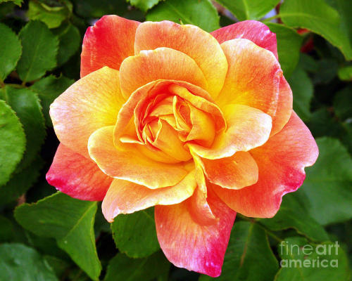 ‘Joseph’s Coat’ Climbing Rose, by Kevin Pugh.