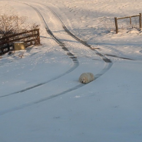 “Yeah, it’s so much cooler in this path.” - Queenie  While we, the farmers, are lo