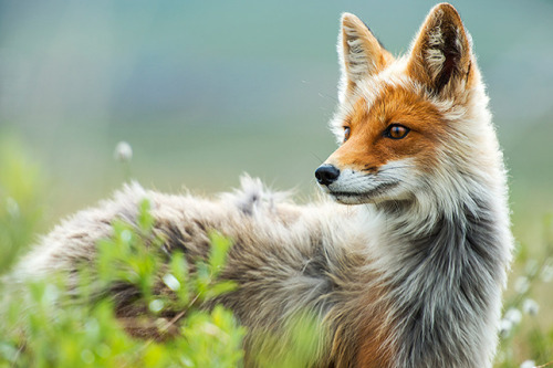 mothernaturenetwork: Photographer finds radiance in wildlife of Arctic tundraA snowy tundra might se