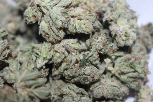 theweedblogger: fastestslothalive:  My favorite strain so far - XXX OG :) permanent-voyage.tu