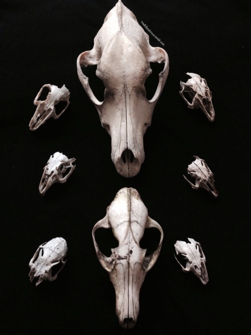 Some Of My Skulls.