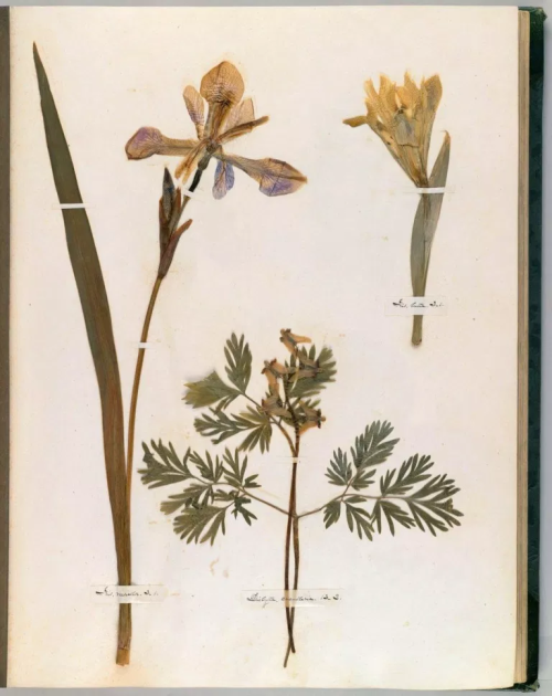 mollysoda:Pages from Emily Dickinson’s herbarium