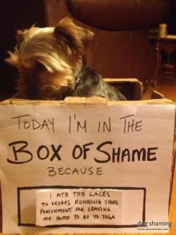 dogshaming:  Box of Shame: Yorkie Edition  If Tucker was human, he’d be that spoiled rich kid who has everything and appreciates nothing. I came home from yoga to find the laces of my runners completely destroyed.