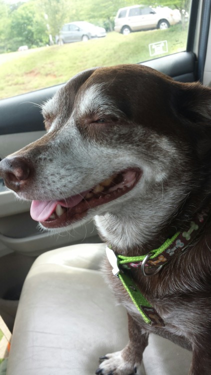 thoodleoo:my dog was in a good mood yesterday