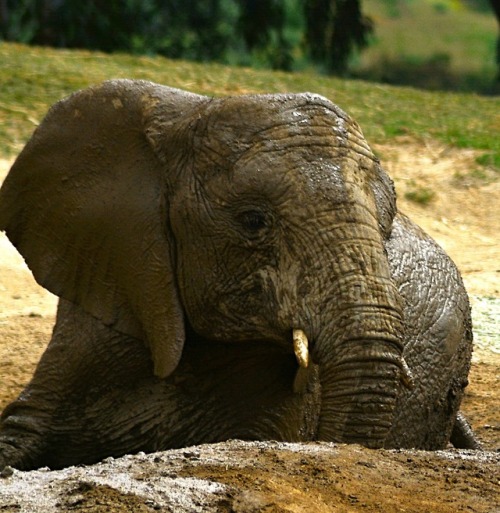 A muddy day for elephants. Photos by Keeper Evan