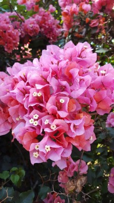 apsonum:  bougainvillea 💕 