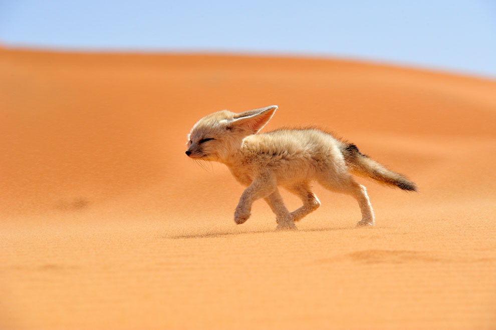 allcreatures:  Fènec. The soul of the desert Source: Photo and caption by Francisco