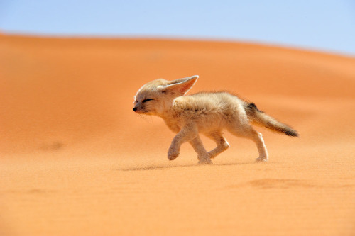 allcreatures:  Fènec. The soul of the desert Source: Photo and caption by Francisco Mingorance/National Geographic Traveler Photo Contest / via: travel.nationalgeographic.com