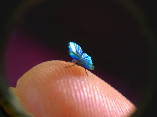 sosuperawesome:Miniature Butterflies by Julia CissellThe micro-fine detail of the wings of these min