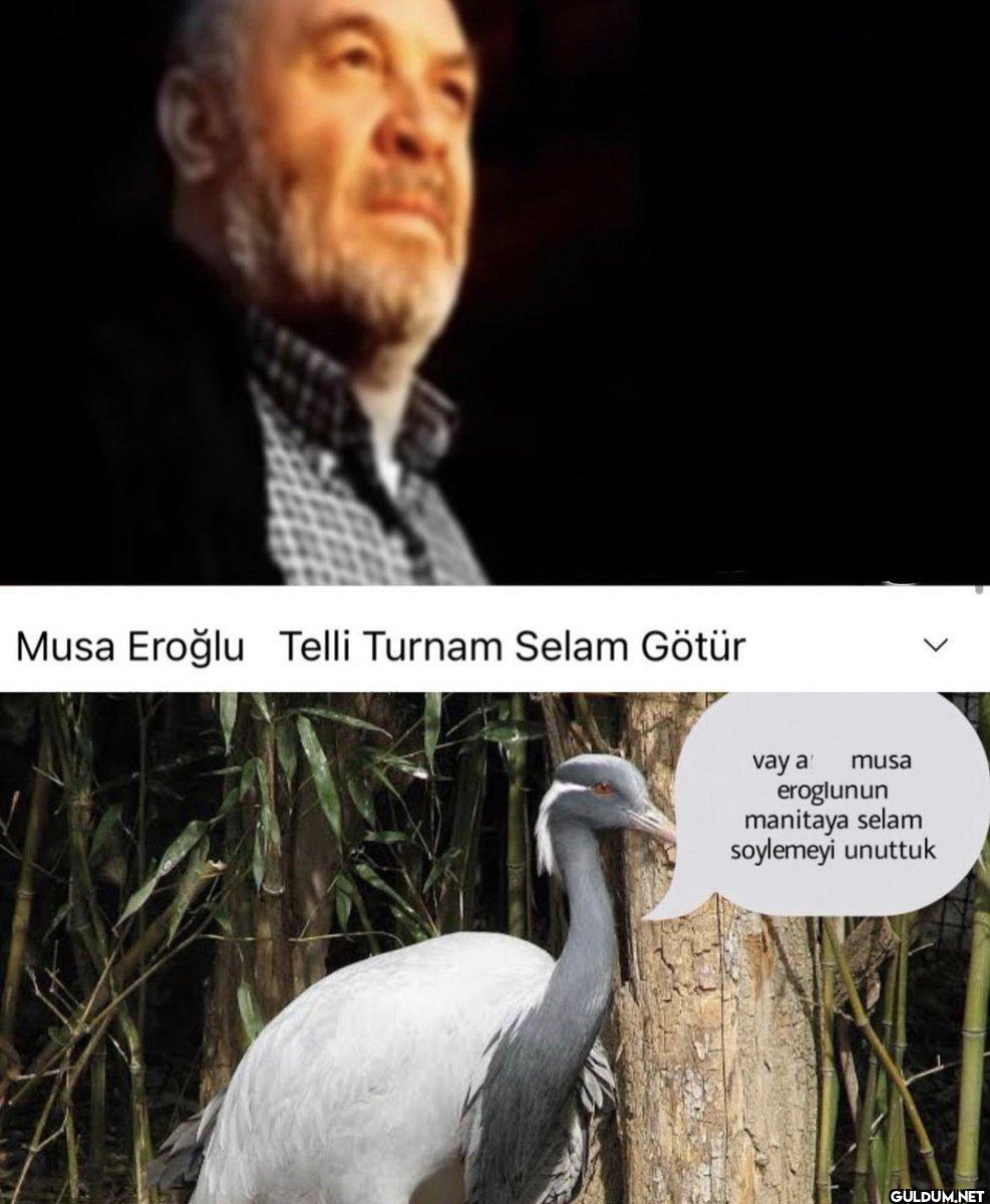 Musa Eroğlu Telli Turnam...