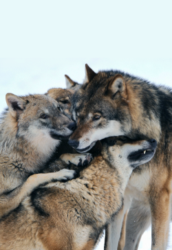 wolveswolves:  By Robert Plattner