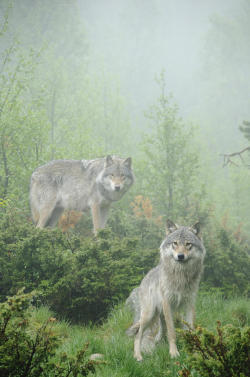 wolveswolves:  By Andy-Kim Moeller   Such amazing creatures