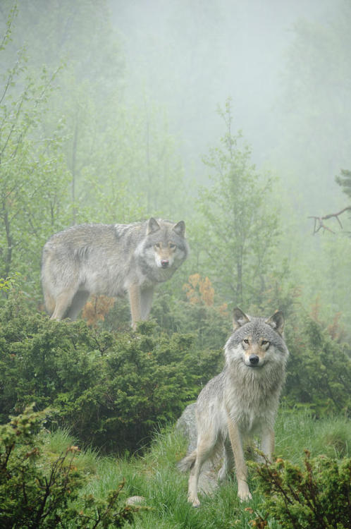 faerieforests: Ghosts Of The Forest by Andy-Kim Moeller