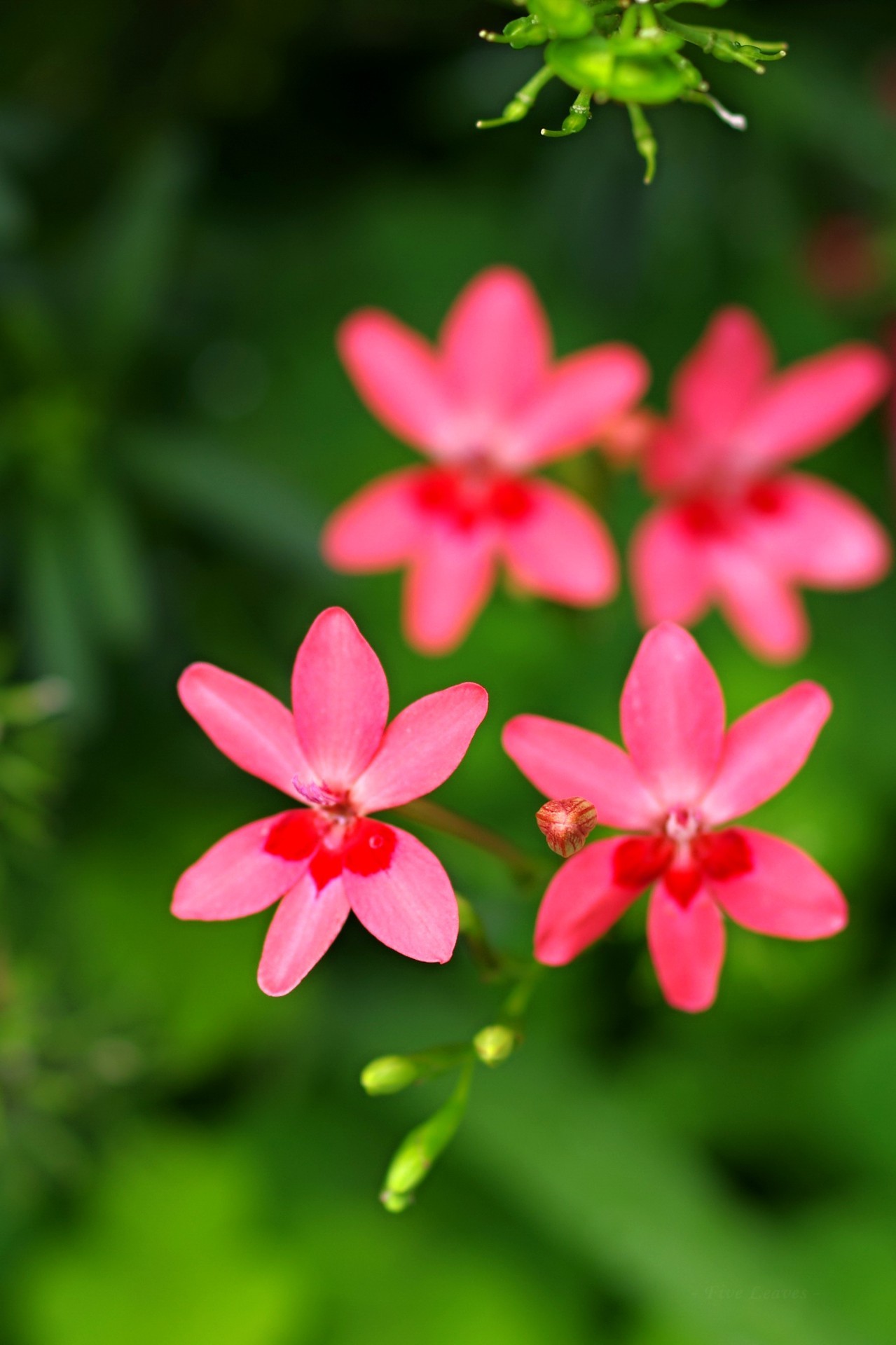Uyamt S Memo 花菱草 カリフォルニアポピー はなびしそう かりふぉるにあぽぴー California Uyamt S Memo 花菱草 カリフォルニアポピー はなびしそう かりふぉるにあぽぴー California